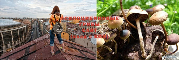 ГАЛЛЮЦИНОГЕННЫЕ ГРИБЫ Баксан