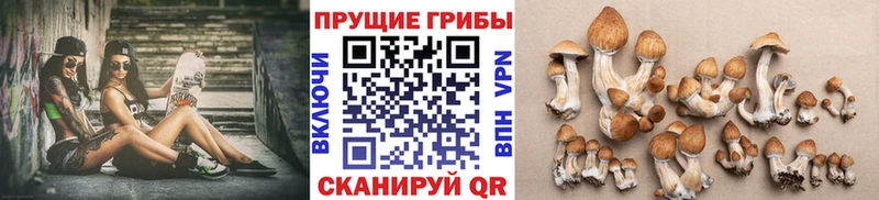 Псилоцибиновые грибы GOLDEN TEACHER Сегежа
